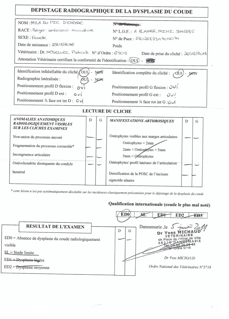 résultat du dépistage de dysplasie  de coude chez Myla