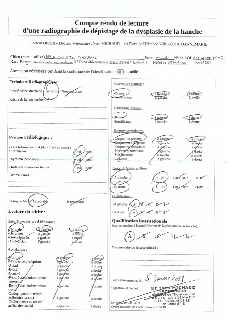 Du Piton Papangue - résultat du dépistage de dysplasie  de hanche chez Myla